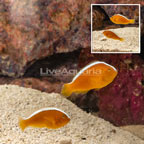 Orange Skunk Clownfish (Bonded Pair) (click for more detail)