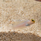 Pearly Yellowhead Jawfish  (click for more detail)