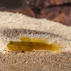 Yellow Watchman Goby (click for more detail)