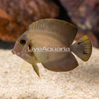 Mimic Half Black Tang (click for more detail)