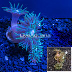  LiveAquaria® Cultured Duncan Coral (click for more detail)