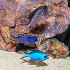 Blue Reef Chromis, Trio (click for more detail)