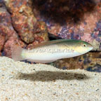 Yellowhead Wrasse (click for more detail)