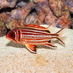 Red Striped Squirrelfish  (click for more detail)