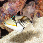 Picasso Triggerfish (click for more detail)