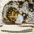 Snowflake Eel (click for more detail)