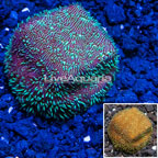LiveAquaria® Cultured Green Psammacora Coral (click for more detail)