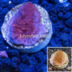 LiveAquaria® Cultured Montipora Coral (click for more detail)