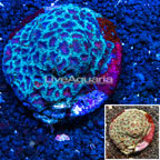 Dipsastrea Brain Coral Indonesia (click for more detail)