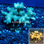 Indonesia Green Stylophora Coral (click for more detail)