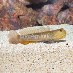 Lagoon Shrimp Goby (click for more detail)