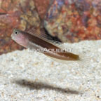 Linear Blenny (click for more detail)