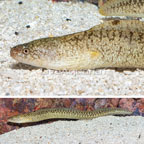 Goldentail Moray Eel (click for more detail)