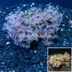Pom Pom Xenia Coral Indonesia (click for more detail)