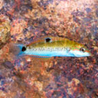 Lunare Lyretail Wrasse- TINY (click for more detail)