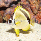 Barber Butterfly Fish (click for more detail)