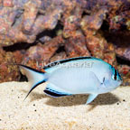 Watanabei Angelfish (click for more detail)