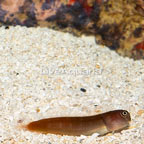 White Belly Bicolor Blenny  (click for more detail)