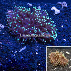 Torch Coral Australia (click for more detail)