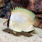 Speckled Butterflyfish (click for more detail)