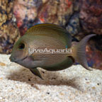 Striated Bristletooth Tang  (click for more detail)