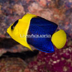 Bicolor Angelfish  (click for more detail)