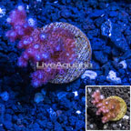 LiveAquaria® Cultured Pocillopora Coral (click for more detail)