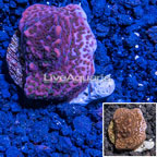 LiveAquaria® Cultured Encrusting Montipora Coral  (click for more detail)