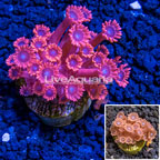 LiveAquaria® Cultured Goniopora Coral (click for more detail)
