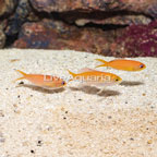 Carberryi Anthias,trio  (click for more detail)