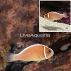 Pink Skunk Clownfish (click for more detail)