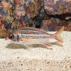 Dusky Squirrelfish  (click for more detail)