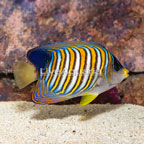 Regal Angelfish EXPERT ONLY (click for more detail)