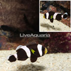 Black Saddleback Clownfish (click for more detail)