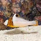 Bicolor Parrotfish (click for more detail)