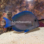 Caribbean Blue Tang (click for more detail)