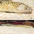Yellow Tail Spotted Moray Eel (click for more detail)