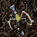 Zanzibar Boxer Shrimp (click for more detail)