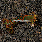 Peacock Clown Mantis Shrimp  (click for more detail)