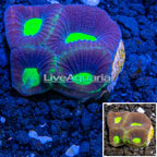 LiveAquaria® Cultured Goniastrea Brain Coral (click for more detail)
