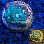 LiveAquaria® Cultured War Coral  (click for more detail)