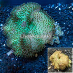 Toadstool Mushroom Leather Coral Tonga (click for more detail)