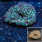  Blastomussa Coral, Australia (click for more detail)