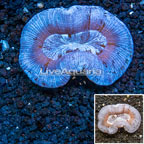 Open Brain Coral Australia (click for more detail)