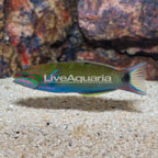 Lunare Lyretail Wrasse (click for more detail)