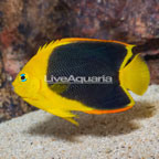 Rock Beauty Angelfish (click for more detail)