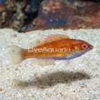 Carpenter's Flasher Wrasse  (click for more detail)