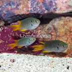 Coral Damselfish, Trio (click for more detail)