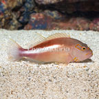 Arc-eye Hawkfish  (click for more detail)
