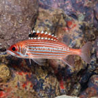 Striped Squirrelfish  (click for more detail)